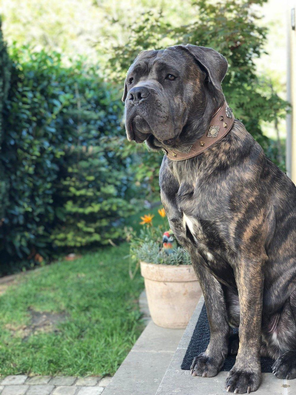 Collar para perro "Azteca" gris